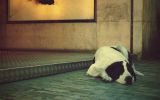 enttre-chiens-et-loups_22