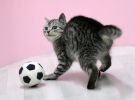 des-chats-tous-mignons