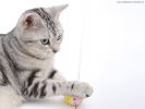 des-chats-tous-mignons_02