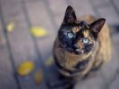des-chats-tous-mignons_03