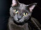 des-chats-tous-mignons_04