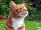 des-chats-tous-mignons_05