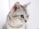 des-chats-tous-mignons_06