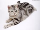 des-chats-tous-mignons_08