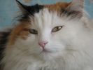 des-chats-tous-mignons_09