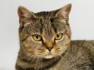 des-chats-tous-mignons_10