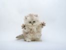 des-chats-tous-mignons_11