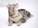 des-chats-tous-mignons_12