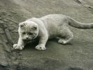 des-chats-tous-mignons_13