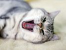 des-chats-tous-mignons_14