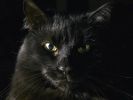 des-chats-tous-mignons_16