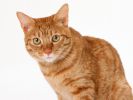 des-chats-tous-mignons_17