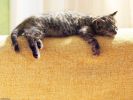 des-chats-tous-mignons_18