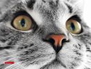 des-chats-tous-mignons_19