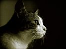 des-chats-tous-mignons_20