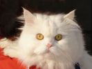 des-chats-tous-mignons_21