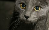 des-chats-tous-mignons_23