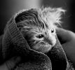 des-chats-tous-mignons_24