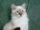 des-chats-tous-mignons_25