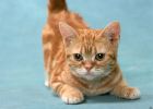 des-chats-tous-mignons_26