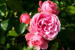 bouquet-de-fleurs