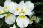 bouquet-de-fleurs_02