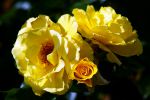 bouquet-de-fleurs_03