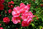 bouquet-de-fleurs_04