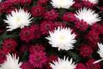 bouquet-de-fleurs_05