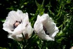 bouquet-de-fleurs_06