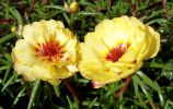 bouquet-de-fleurs_07