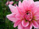 bouquet-de-fleurs_09