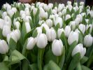 bouquet-de-fleurs_10