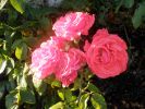 bouquet-de-fleurs_11