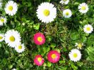 bouquet-de-fleurs_12