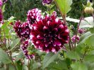 bouquet-de-fleurs_13