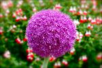 bouquet-de-fleurs_14