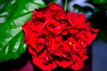 bouquet-de-fleurs_15