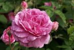 bouquet-de-fleurs_16