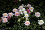 bouquet-de-fleurs_18