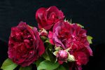 bouquet-de-fleurs_20