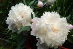 bouquet-de-fleurs_21