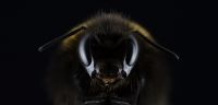 diable-noir-macro-photo