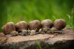 esgargots-macro-phototographie