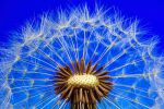 fleur-de-pissenlit-macro-phototographie