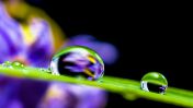gouttes-eau-macro-phototographie