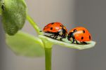 macro-photo-coccinelles