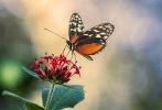paillon-qui-butine-macro