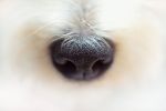 truffe-macro-zoomer