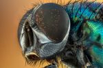 zoom-macro
